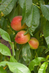 Fresh Ripe nectarine fruits on a tree branch with leaves closeup, A bunch of ripe nectarine, Ripe delicious fruit nectarine on the tree, Ripe sweet nectarine fruits grow on a nectarine tree branch