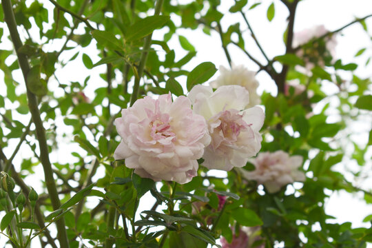 Rosa great maiden's blush white flower, Spring Flowering white Flower Heads on an Old English Rose (Rosa 'Great Maiden's Blush) with leaves, white double Alba rose Maiden's Blush flowers in a garden