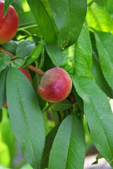 Fresh Ripe nectarine fruits on a tree branch with leaves closeup, A bunch of ripe nectarine, Ripe delicious fruit nectarine on the tree, Ripe sweet nectarine fruits grow on a nectarine tree branch