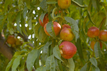 Fresh Ripe nectarine fruits on a tree branch with leaves closeup, A bunch of ripe nectarine, Ripe delicious fruit nectarine on the tree, Ripe sweet nectarine fruits grow on a nectarine tree branch