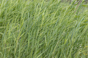 Long green grass blowing in gentle wind on sunny day