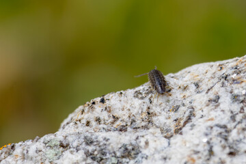 Common rough woodlouse crawling on granite rock in nature