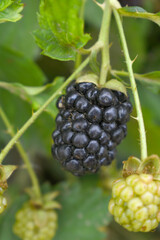 Natural food - fresh ripe blackberries in a garden. Bunch of ripe blackberry fruit - Rubus fruticosus - on branch with green leaves on a farm. Close-up, blurred background. Chakwal, Punjab, Pakistan