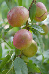 Fresh Ripe nectarine fruits on a tree branch with leaves closeup, A bunch of ripe nectarine, Ripe delicious fruit nectarine on the tree, Ripe sweet nectarine fruits grow on a nectarine tree branch