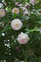 Rosa great maiden's blush pink white flower, Spring Flowering Soft pink white Flower Heads on an Old English Rose (Rosa 'Great Maiden's Blush) with leaves, Pink double Alba rose Maiden's Blush flowers