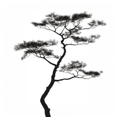 Fototapeta premium Pine Tree silhouette tree illustration.