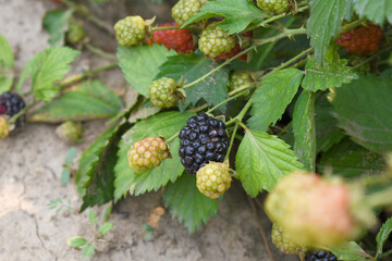 Natural food - fresh ripe and unripe blackberries in a garden. Bunch of ripe and unripe blackberry fruit on branch with green leaves on a farm. Close-up, blurred background. Chakwal, Punjab, Pakistan