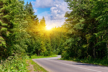 Curving Road Through Evergreen Forest