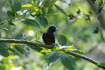 Colorful bird perched on a leafy branch.