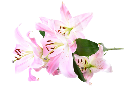 Pink lily isolated on white background