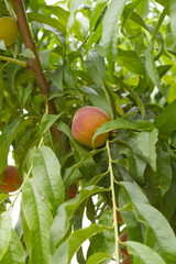 Fresh young unripe nectarine fruits on a tree branch with leaves closeup, A bunch of unripe...