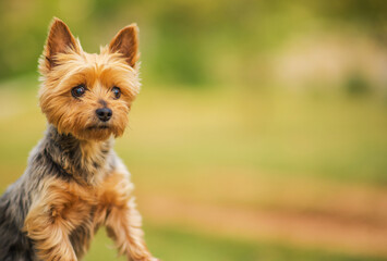 Cute Australian Silky Terrier Dog Enjoys a Sunny Day in a Grassy Park Setting With Blurred Background