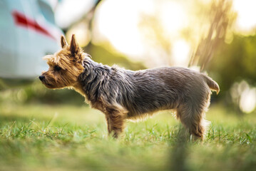 Australian Silky Terrier Standing in Green Grass During Late Afternoon Light