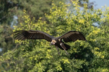 Majestic vulture in flight