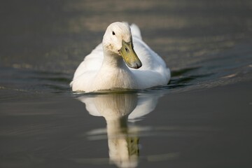 White duck gliding on calm water with reflection.
