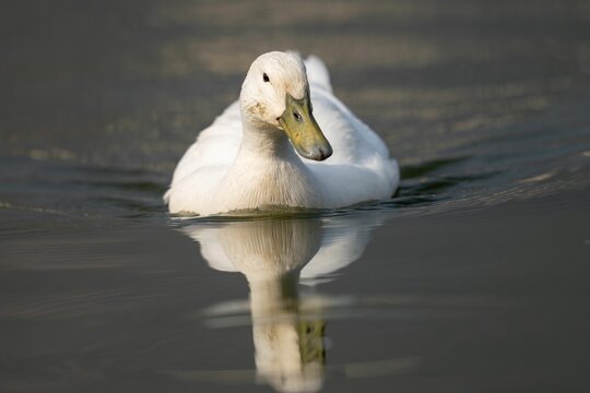 White duck gliding on calm water with reflection.
