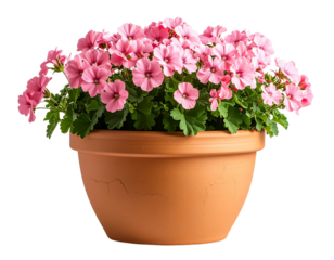 “Terracotta Flower Pot with Blooming Pink Geraniums, PNG”