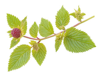 Isolated Raspberry Branch and Leaves