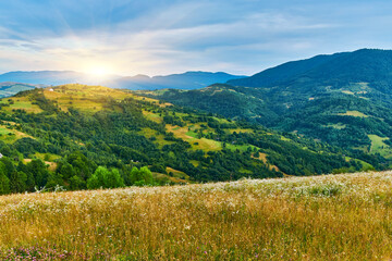 Wildflower Meadow Mountain Hills View