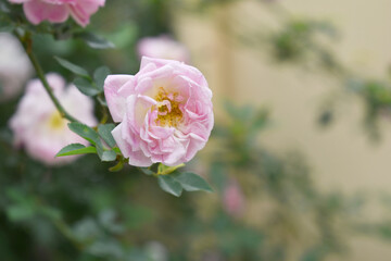 Rosa great maiden's blush pink white flower, Spring Flowering Soft pink white Flower Heads on an Old English Rose (Rosa 'Great Maiden's Blush) with leaves, Pink double Alba rose Maiden's Blush flowers