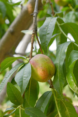 Fresh young unripe nectarine fruits on a tree branch with leaves closeup, A bunch of unripe nectarine on a branch, beautiful delicious fruit nectarine on the tree, nectarine fruits growing on a tree