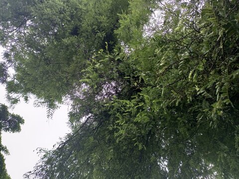 Lush Green Foliage of Dense Tree Canopy