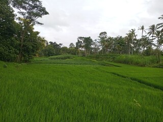 Lush Green Rice Terraces of Malang East Java
