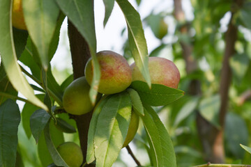 Fresh young unripe nectarine fruits on a tree branch with leaves closeup, A bunch of unripe...
