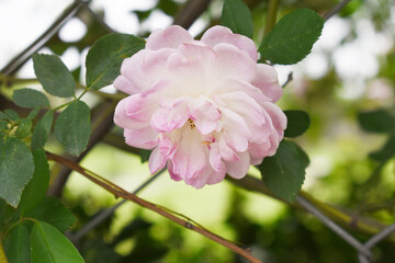 Rosa great maiden's blush pink white flower, Spring Flowering Soft pink white Flower Heads on an Old English Rose (Rosa 'Great Maiden's Blush) with leaves, Pink double Alba rose Maiden's Blush flowers