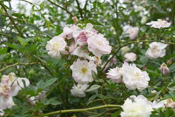 Rosa great maiden's blush pink white flower, Spring Flowering Soft pink white Flower Heads on an Old English Rose (Rosa 'Great Maiden's Blush) with leaves, Pink double Alba rose Maiden's Blush flowers