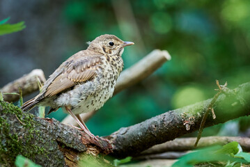 Song Thrush bird juvenile close-up ( Turdus Philomelos )	