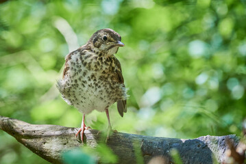 Song Thrush bird juvenile close-up ( Turdus Philomelos )	