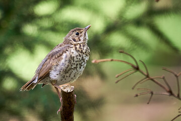 Song Thrush bird juvenile close-up ( Turdus Philomelos )	