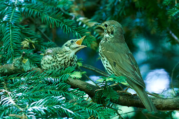 Song Thrush bird feeding chick with worms ( Turdus Philomelos )	