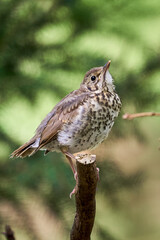 Song Thrush bird juvenile close-up ( Turdus Philomelos )	