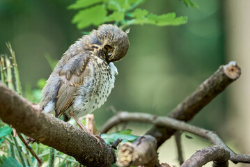 Song Thrush bird preening feathers ( Turdus Philomelos )	