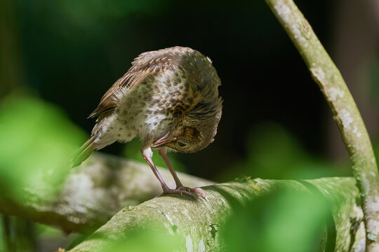 Song Thrush bird preening feathers ( Turdus Philomelos )	 - Powered by Adobe