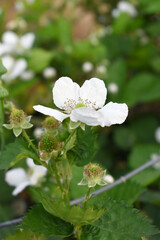 Blackberry flowers blooming in the garden, Beautiful in spring bloom garden. Blackberry bush with white flowers, Blossoming blackberry bush and bee, sunny spring day, Chakwal, Punjab, Pakistan
