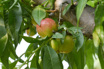 Fresh young unripe nectarine fruits on a tree branch with leaves closeup, A bunch of unripe nectarine on a branch, beautiful delicious fruit nectarine on the tree, nectarine fruits growing on a tree
