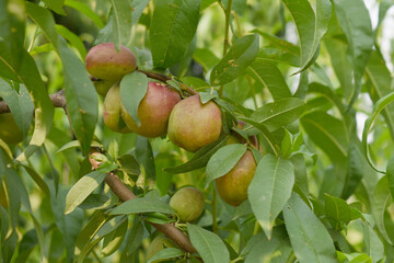 Fresh young unripe nectarine fruits on a tree branch with leaves closeup, A bunch of unripe nectarine on a branch, beautiful delicious fruit nectarine on the tree, nectarine fruits growing on a tree