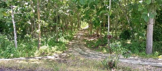 Fototapeta premium Path Through Lush Green Teak Tree Forest