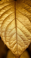 Golden Leaf Macro Detailed Texture Shining in Light
