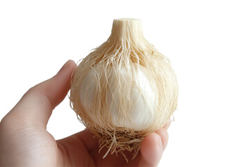 Isolated Hand Holding a Fresh Garlic Bulb