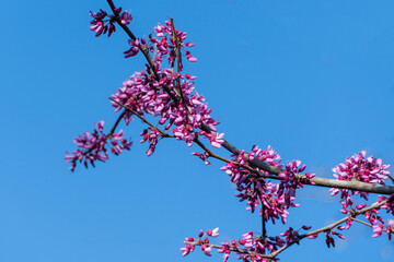 Branch Eastern Redbud, or Eastern Redbud Cercis canadensis adorned with vibrant pink blossoms against clear blue sky, capturing essence of spring. Selective focus. Nature concept for design.