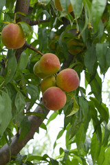 Fresh young unripe Peach fruits on a tree branch with leaves closeup, A bunch of unripe Peaches on a branch, beautiful delicious fruit peaches on the tree, peach fruits grow on a peach tree branch