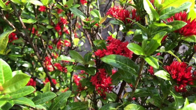 red flower as a hedge, usually planted in villages in Indonesia