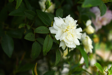 Rosa great maiden's blush white flower, Spring Flowering white Flower Heads on an Old English Rose (Rosa 'Great Maiden's Blush) with leaves, white double Alba rose Maiden's Blush flowers in a garden