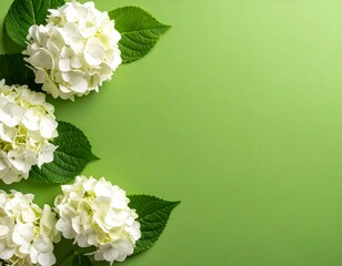 White hydrangeas on lime green background