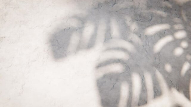 Tropical monstera leaf shadows moving slowly on textured white wall