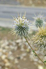 Fototapeta premium Echinops sphaerocephalus, Echinops sphaerocephalus known as Great Globe Thistle or Pale Globe Thistle, A summer plant in the wild in a meadow, Wild flower with thorns and spines bloomed